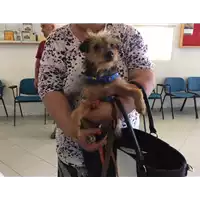 Foto dell\'animale cane - Matr. 2018/1336 - Microchip 380260042816371