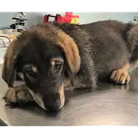 Foto dell\'animale cane - Matr. 2018/1340 - Microchip 380260042815058