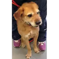 Foto dell\'animale cane - Matr. 2018/1346 - Microchip 380260000617411