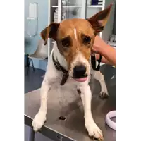 Foto dell\'animale cane - Matr. 2018/1350 - Microchip 380260002589066