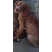 Foto dell\'animale cane - Matr. 2018/1353 - Microchip 380260042815638