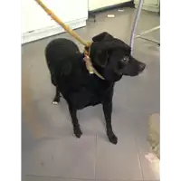 Foto dell\'animale cane - Matr. 2018/1352 - Microchip 380260042815648