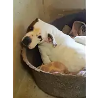 Foto dell\'animale cane - Matr. 2018/1360 - Microchip 380260042815803