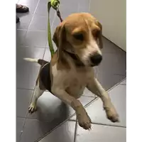 Foto dell\'animale cane - Matr. 2018/1364 - Microchip 380260043215494