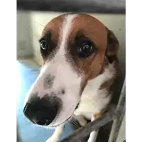 Foto dell\'animale cane - Matr. 2018/1363 - Microchip 380260020129105