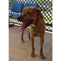 Foto dell\'animale cane - Matr. 2018/1475 - Microchip 380260043526792