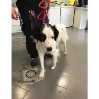Foto dell\'animale cane - Matr. 2018/1369 - Microchip 380260042816279