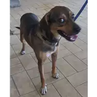 Foto dell\'animale cane - Matr. 2018/1372 - Microchip 380260042815559