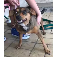 Foto dell\'animale cane - Matr. 2018/1373 - Microchip 380260042820141