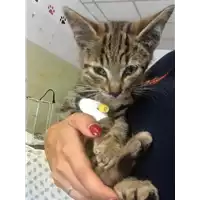 Foto dell\'animale gatto - Matr. 2018/1374 - Microchip 380260042788826