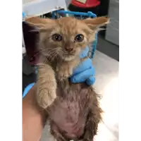 Foto dell\'animale gatto - Matr. 2018/1376 - Microchip 380260042816175