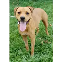 cane - Matr. 2018/1388 - Microchip 380260042932027
