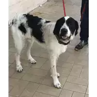 Foto dell\'animale cane - Matr. 2018/1139 - Microchip 380260043501255