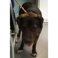Foto dell\'animale cane - Matr. 2018/0448 - Microchip 380260100495260