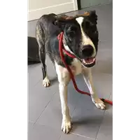 Foto dell\'animale cane - Matr. 2018/1392 - Microchip 380260043520146