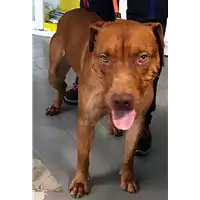 Foto dell\'animale cane - Matr. 2018/1400 - Microchip 380260043520327