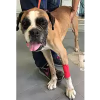 Foto dell\'animale cane - Matr. 2018/1401 - Microchip 380260043519859