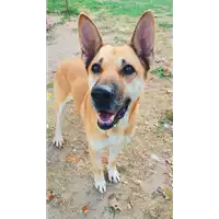 Foto dell\'animale cane - Matr. 2017/1741 - Microchip 380260043268626