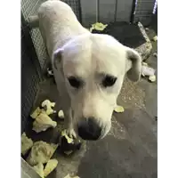 Foto dell\'animale cane - Matr. 2018/1403 - Microchip 380260042143429