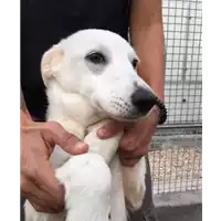 Foto dell\'animale cane - Matr. 2018/1410 - Microchip 380260042786988