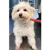 Foto dell\'animale cane - Matr. 2018/1415 - Microchip 380260042931855