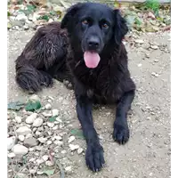 Foto dell\'animale cane - Matr. 2018/1418 - Microchip 380260042787312