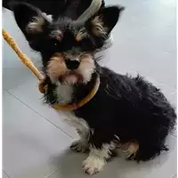 Foto dell\'animale cane - Matr. 2018/1417 - Microchip 380260042787870