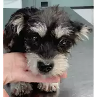 Foto dell\'animale cane - Matr. 2018/1416 - Microchip 380260042787737