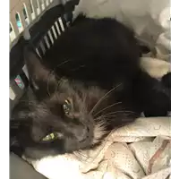 Foto dell\'animale gatto - Matr. 2018/1420 - Microchip 380260042933074