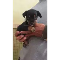 Foto dell\'animale cane - Matr. 2018/1483 - Microchip 380260042786621
