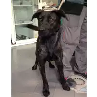 Foto dell\'animale cane - Matr. 2017/0453 - Microchip 380260043146676