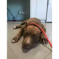 Foto dell\'animale cane - Matr. 2018/1429 - Microchip 380260040667436