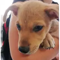 Foto dell\'animale cane - Matr. 2018/1430 - Microchip 380260042786866