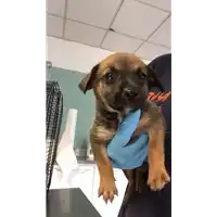Foto dell\'animale cane - Matr. 2018/1432 - Microchip 380260042789562