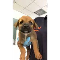 Foto dell\'animale cane - Matr. 2018/1438 - Microchip 380260042932126