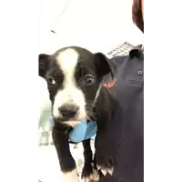 Foto dell\'animale cane - Matr. 2018/1440 - Microchip 380260042789029