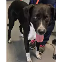 Foto dell\'animale cane - Matr. 2018/1444 - Microchip 380260000830669