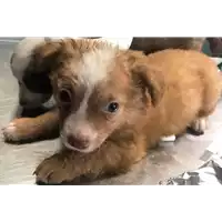 Foto dell\'animale cane - Matr. 2018/1448 - Microchip 380260042789645