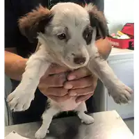 Foto dell\'animale cane - Matr. 2018/1447 - Microchip 380260042788563