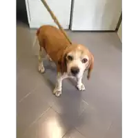 Foto dell\'animale cane - Matr. 2018/1450 - Microchip 380260000195305