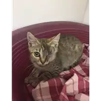 Foto dell\'animale gatto - Matr. 2018/1452 - Microchip 380260042932424