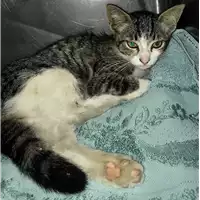 gatto - Matr. 2018/1454 - Microchip 380260042933276