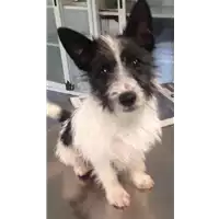 Foto dell\'animale cane - Matr. 2017/0948 - Microchip 380260043318744