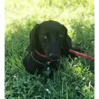 Foto dell\'animale cane - Matr. 2018/1460 - Microchip 380260042932659