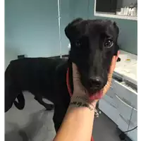 Foto dell\'animale cane - Matr. 2018/1461 - Microchip 380260042932975