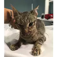 Foto dell\'animale gatto - Matr. 2018/1462 - Microchip 380260042932057