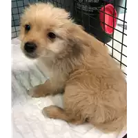 Foto dell\'animale cane - Matr. 2018/1464 - Microchip 380260042932300