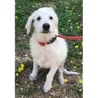 Foto dell\'animale cane - Matr. 2018/1466 - Microchip 380260042933068