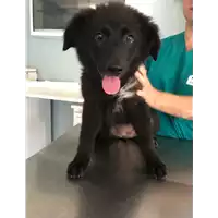Foto dell\'animale cane - Matr. 2018/1470 - Microchip 380260042932101