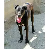 Foto dell\'animale cane - Matr. 2018/1472 - Microchip 380260042932023